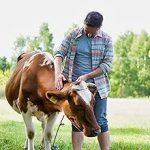 Électrificateur de clôture 230 V 10 200 V énergie 11 J affichage LED technologie impulsion longueur clôture jusqu’à 80 km