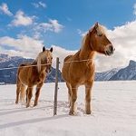 Électrificateur de clôture 230 V 10 200 V énergie 11 J affichage LED technologie impulsion longueur clôture jusqu’à 80 km