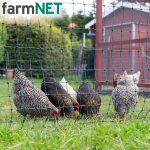 Filet pour volailles non électrifiable 50 m hauteur 112 cm 16 piquets vert