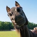 Électrificateur de clôture 230 V 10 200 V énergie 11 J affichage LED technologie impulsion longueur clôture jusqu’à 80 km