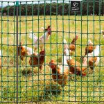 Filet pour volailles non électrifiable 50 m hauteur 112 cm 16 piquets vert