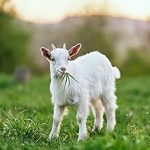 Électrificateur de clôture 230 V 10 200 V énergie 11 J affichage LED technologie impulsion longueur clôture jusqu’à 80 km