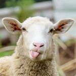 Électrificateur de clôture 230 V 10 200 V énergie 11 J affichage LED technologie impulsion longueur clôture jusqu’à 80 km