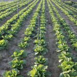 Motoculteur électrique sur batterie métal noir